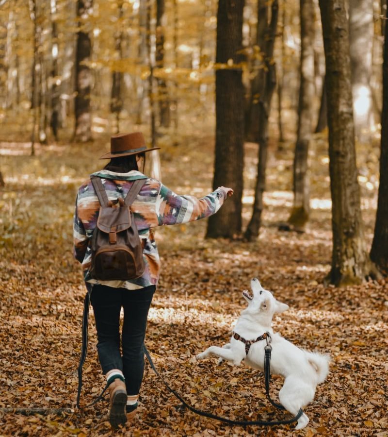 Stylish Woman Training White Dog To Jump In Sunny Autumn Woods. Funny Swiss Shepherd Puppy Learning