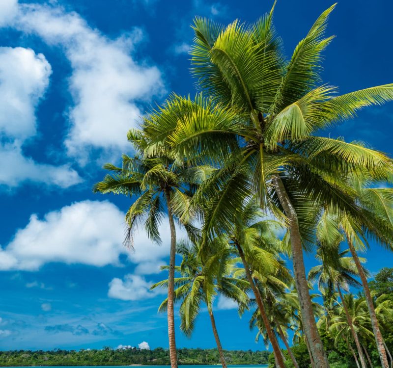 Tropical resort destination in Port Vila, Efate Island, Vanuatu, with beach and palm trees